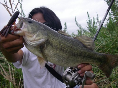 エバーグリーン テムジンクロスファイアTXFC-68MH The“Stallion” | UNITORO