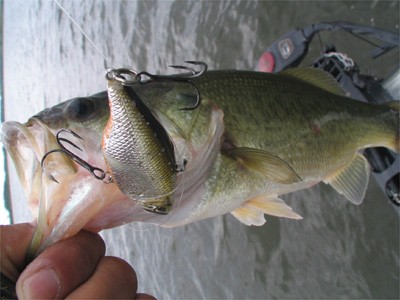 エバーグリーン テムジンクロスファイアTXFC-68MH The“Stallion” | UNITORO