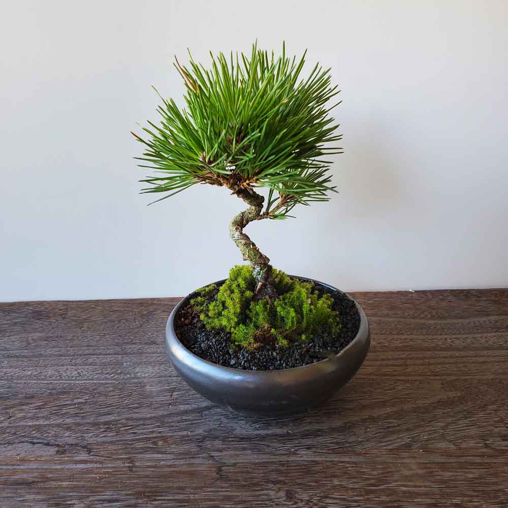楽天市場】盆栽 黒松 くろまつ 盆栽 万古黒鉢 ぼんさい ボンサイ 松