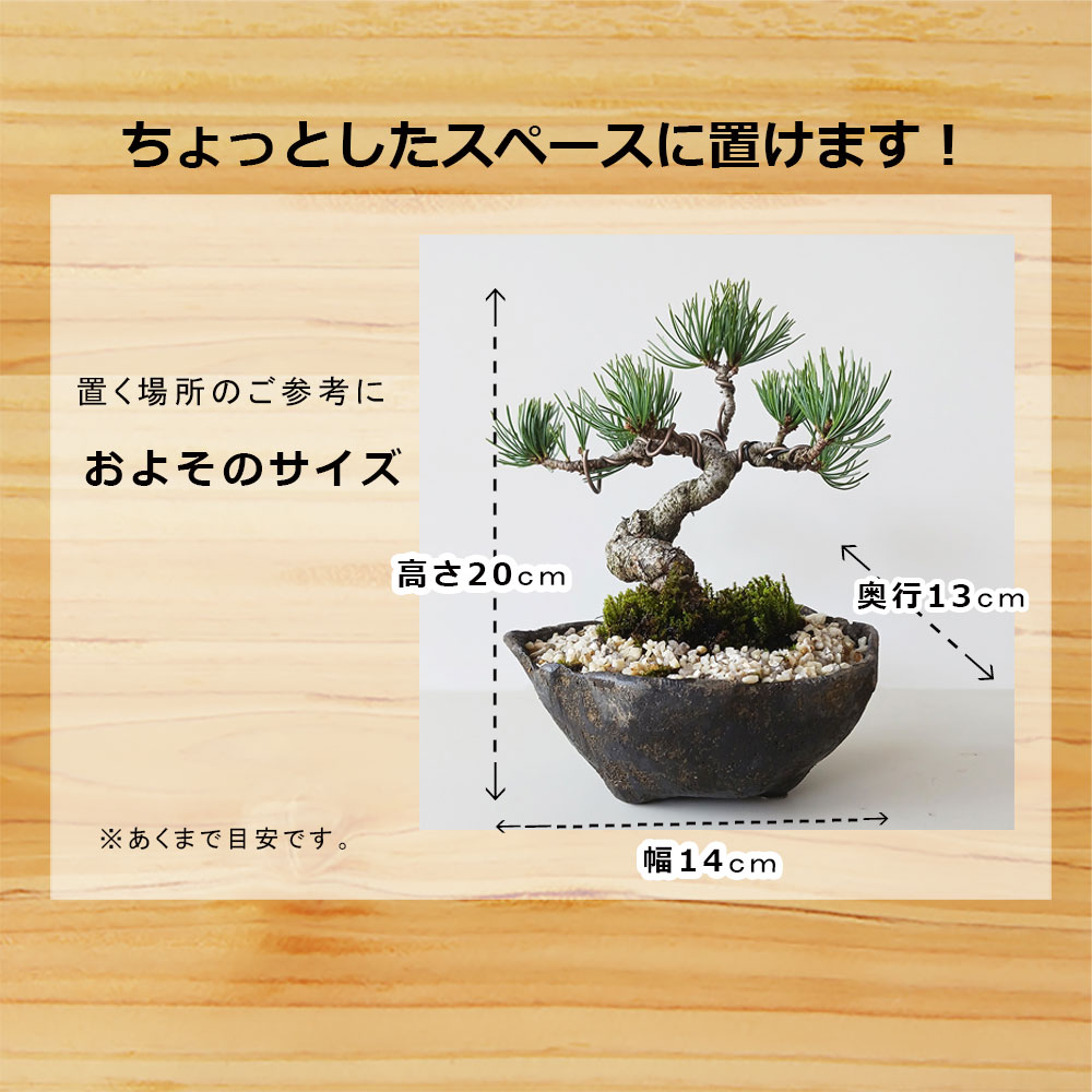 楽天市場】盆栽 八房五葉松 ゴヨウマツ くらま岩風鉢 鞍馬 ミニ盆栽