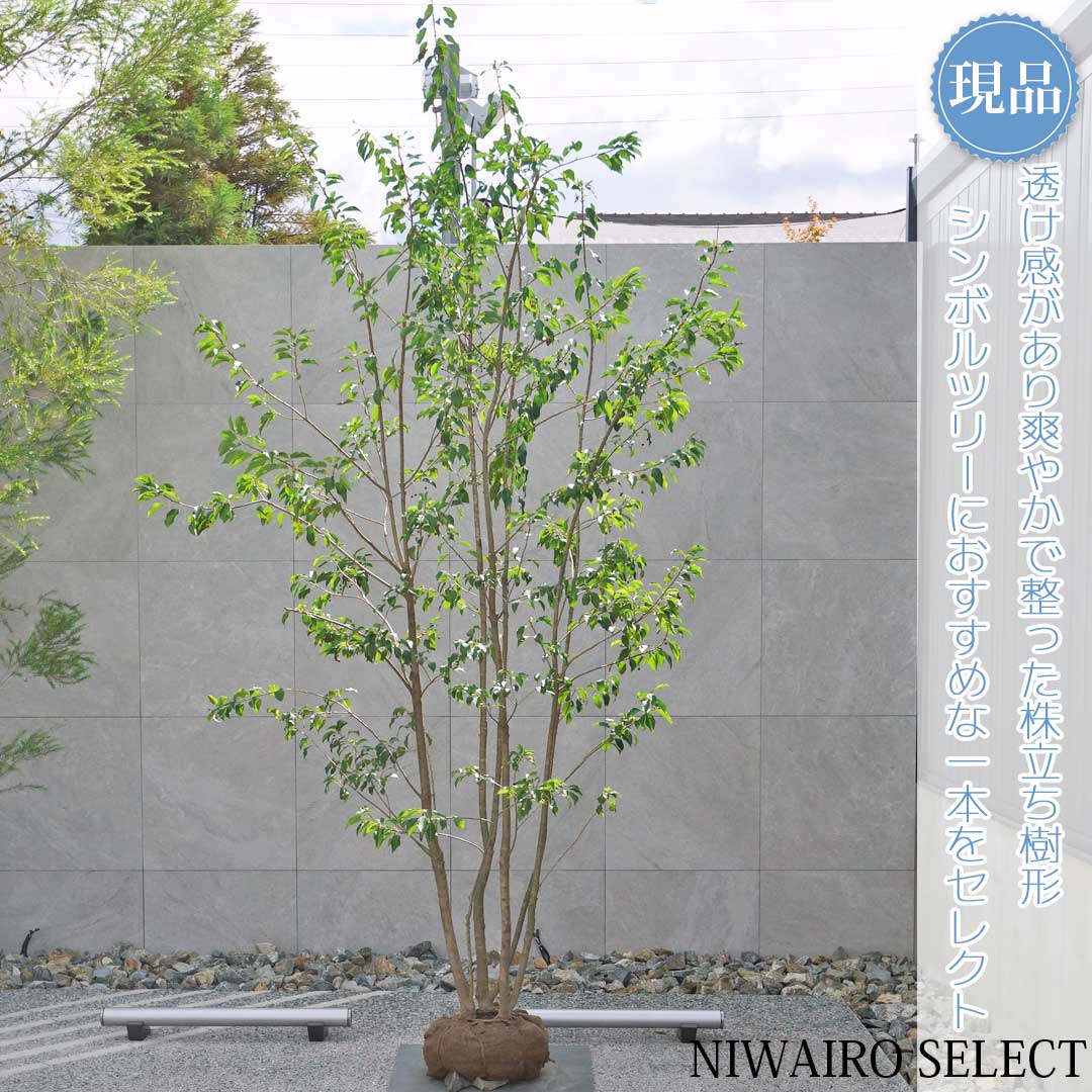 楽天市場】【現品】【ソヨゴ】株立ち 自然風樹形 雌株 樹高H≒305 × 枝