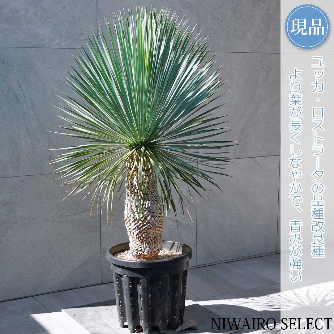 楽天市場】【現品】【 ロストラータ ブルーサンダー】ユッカ 自然風樹