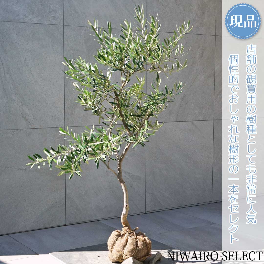 楽天市場】【現品】【オリーブの木】ネバディロブランコ 自然風樹形