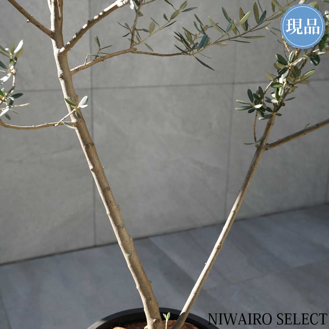 楽天市場】【現品】鉢植え【オリーブの木】マンザニロ 自然風樹形 全高