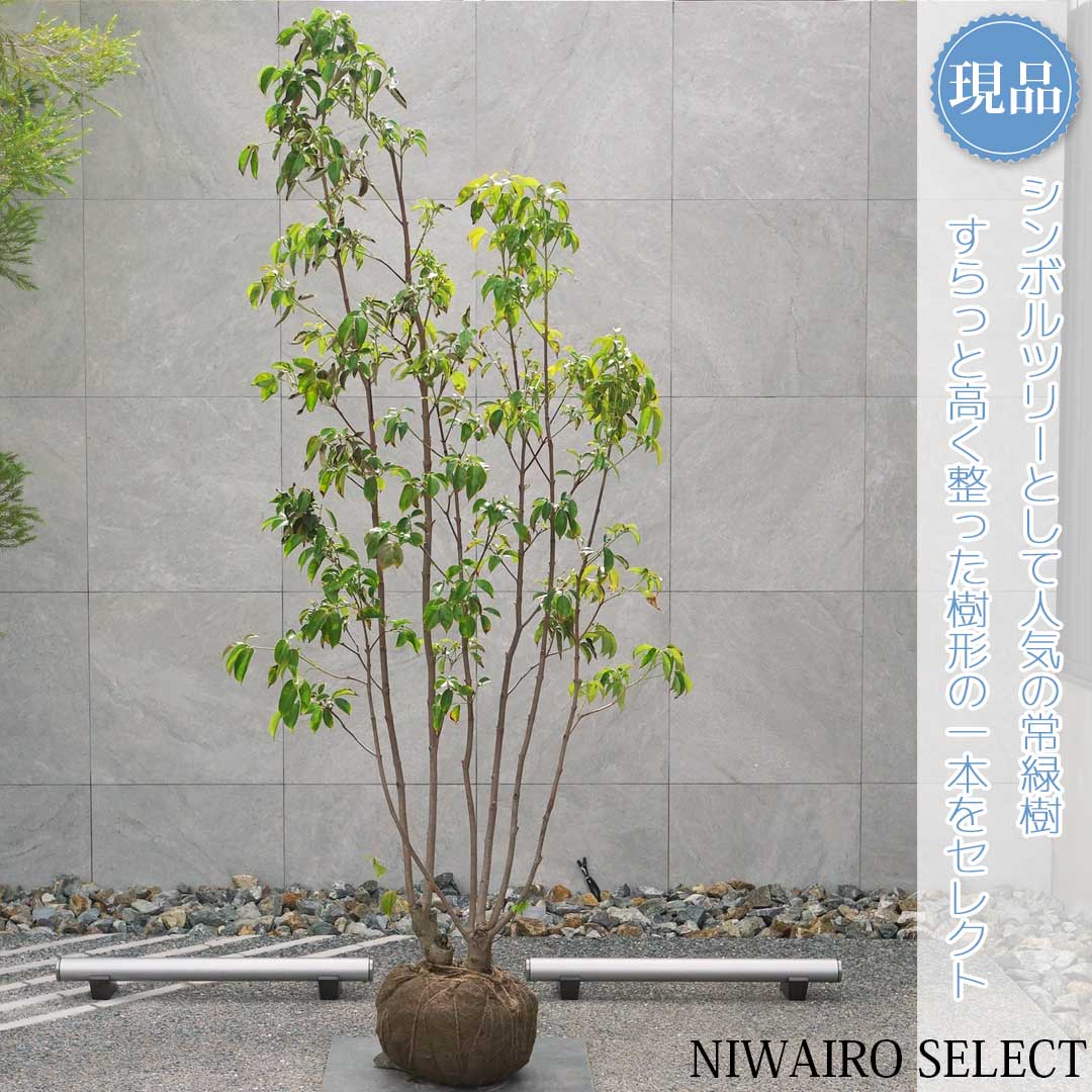 楽天市場】【現品】【常緑ヤマボウシ】山法師 月光 株立ち 自然風樹形