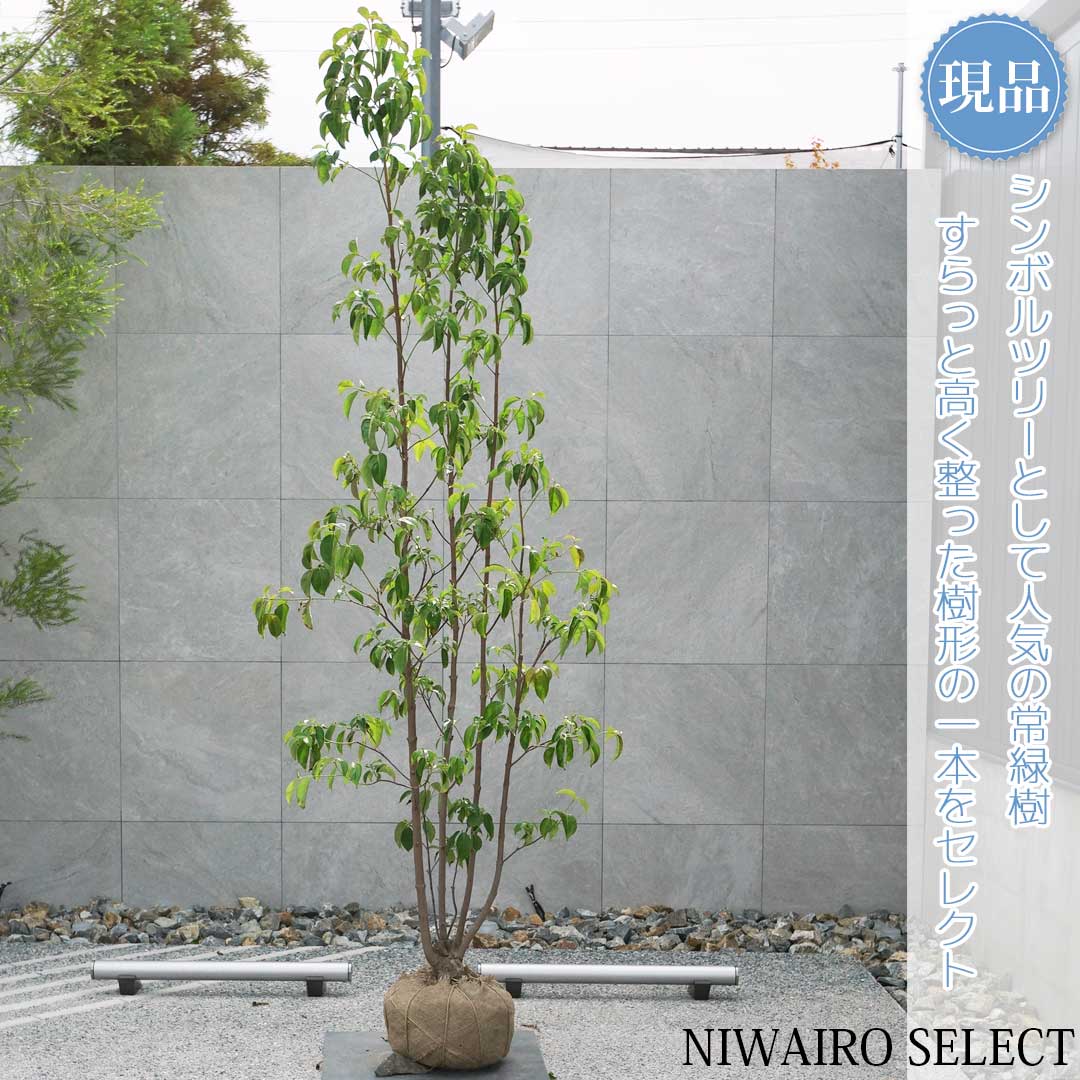 楽天市場】【現品】【常緑ヤマボウシ】山法師 月光 本株立ち 自然風樹