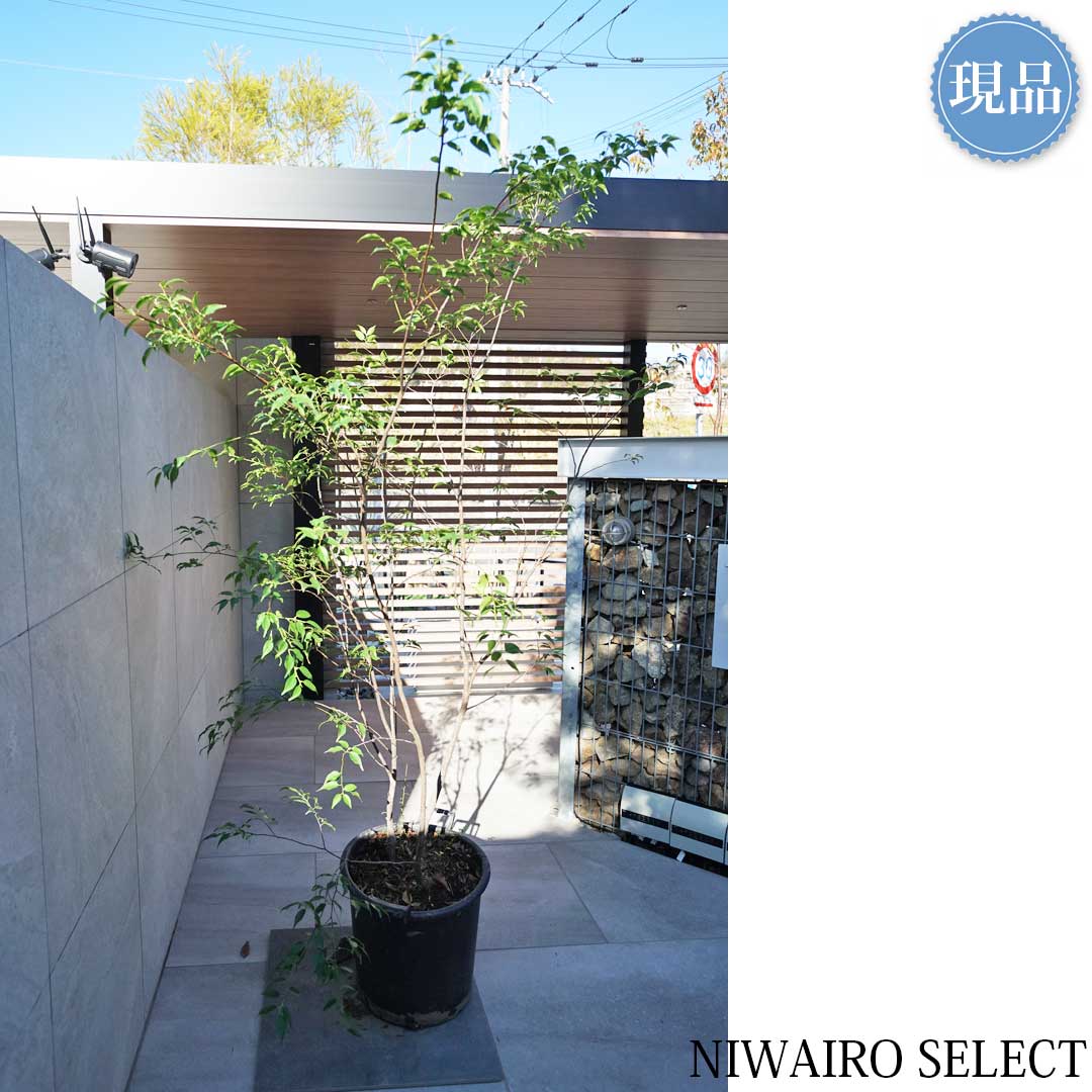 楽天市場】【現品】山採り【ハイノキ】株立ち 自然風樹形 樹高H≒200