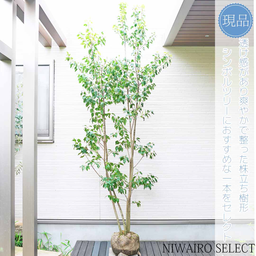 楽天市場】【ソヨゴ】株立ち 自然風樹形 雌株 樹高H≒245 × 枝張W