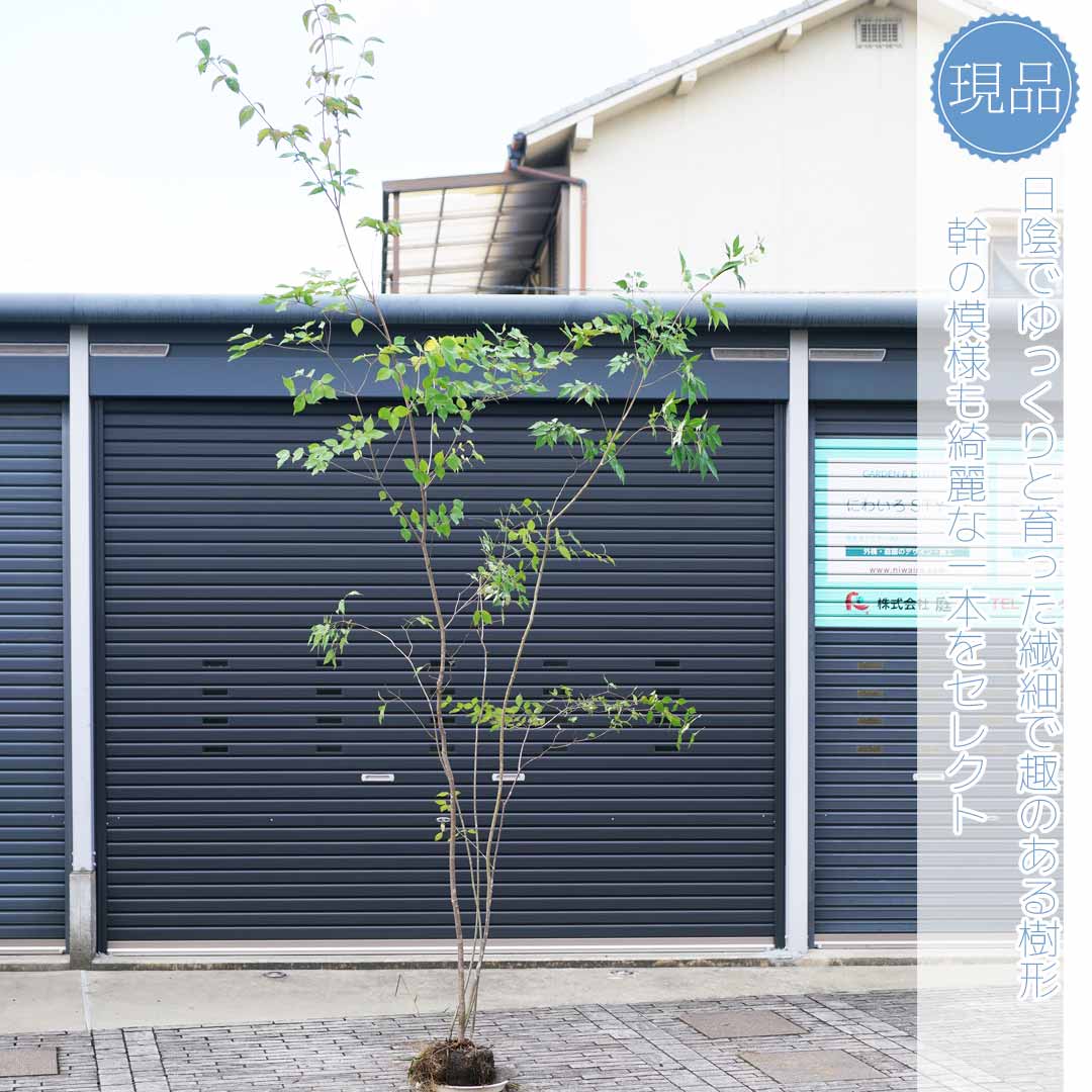 楽天市場】山採り【アオダモ×ヤマボウシ】混合株 山法師 株立ち 自然風