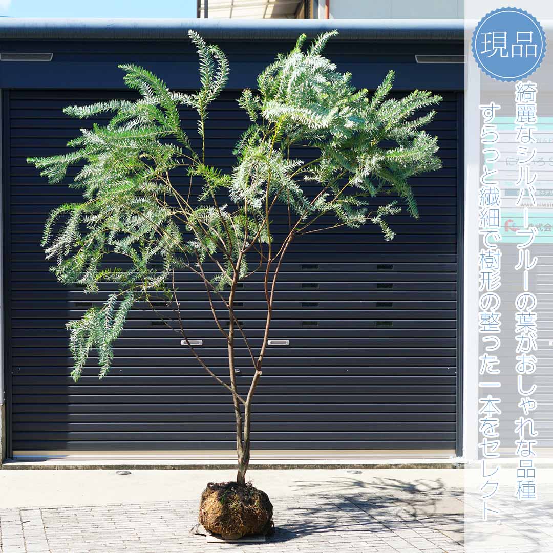 楽天市場】【アカシア】ブルーブッシュ オージープランツ 自然風樹形