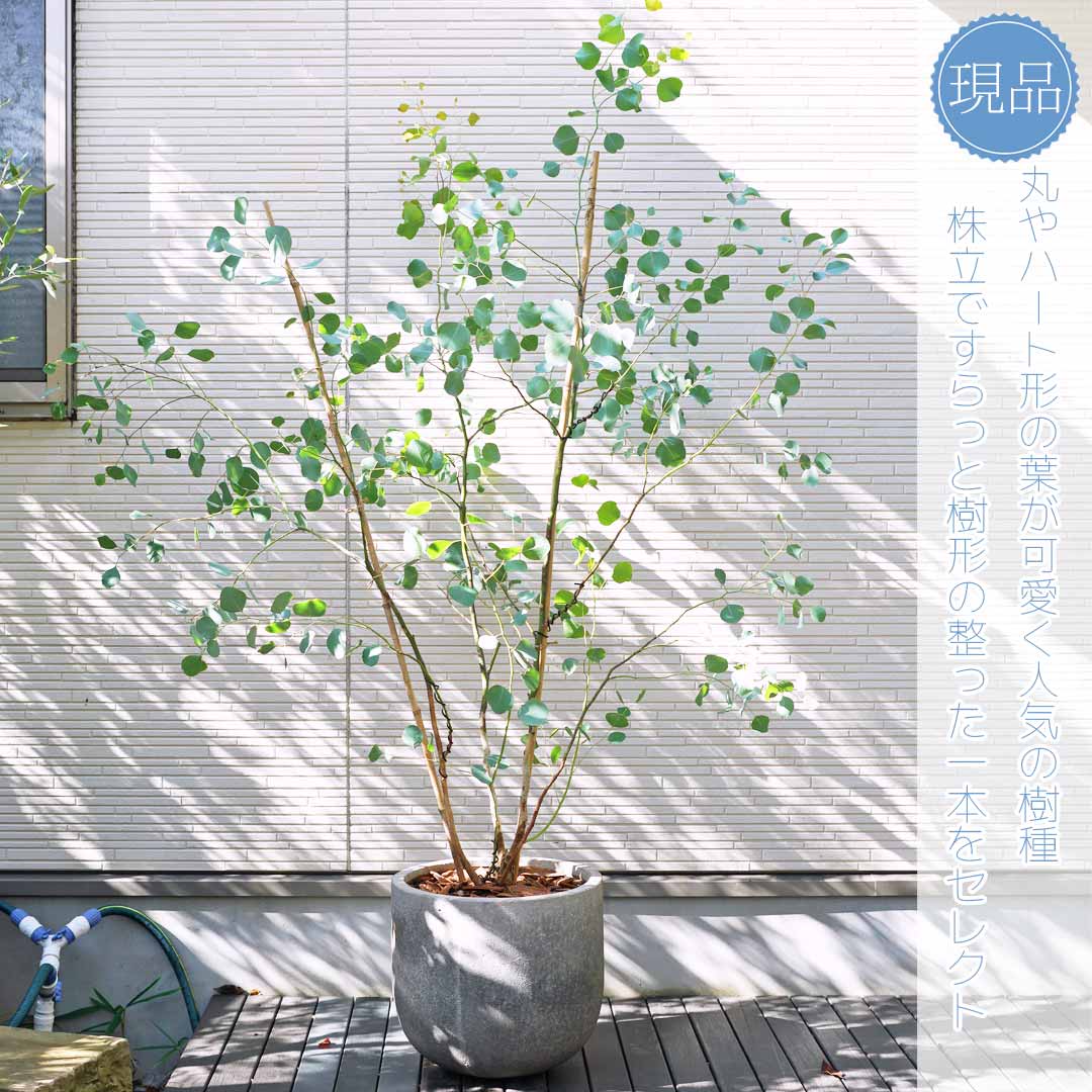 楽天市場】鉢植え【ユーカリ】ポポラス オージープランツ 株立ち 自然