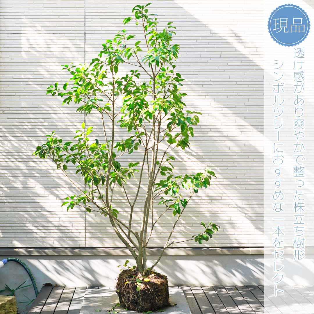 楽天市場】【ソヨゴ】株立ち 自然風樹形 雌株 樹高H≒145 × 枝張W