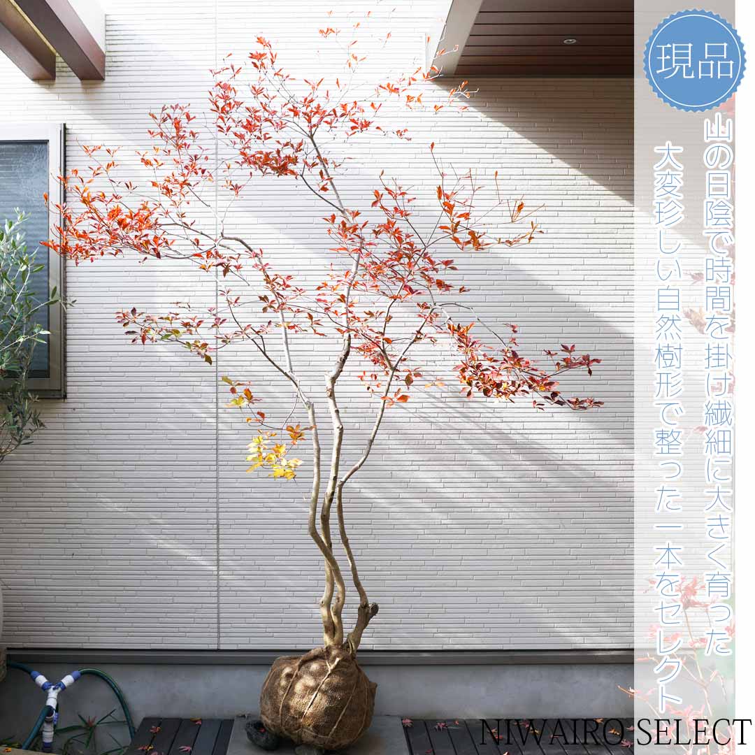 92 山採り ミツバツツジ 92 山採り ミツバツツジ