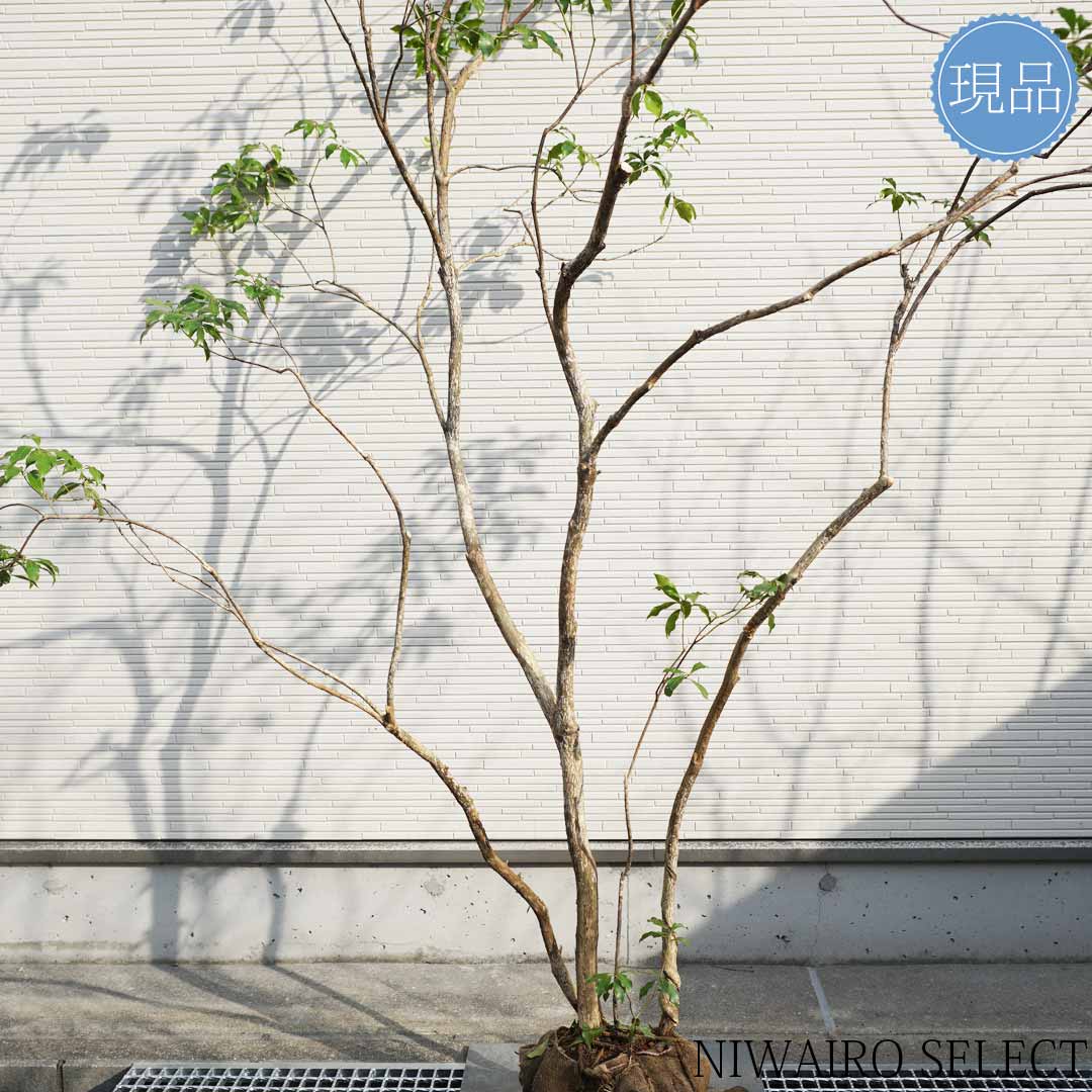 楽天市場】【現品】山採り【大型アセビ】白花 馬酔木 株立ち 自然風樹