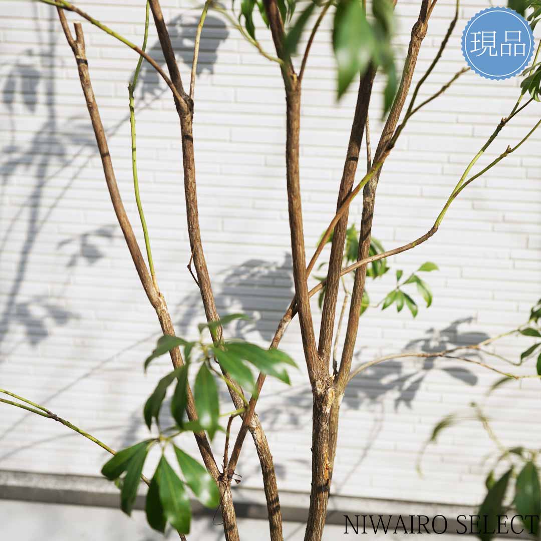 楽天市場】【現品】山採り【アセビ】白花 馬酔木 株立ち 自然風樹形