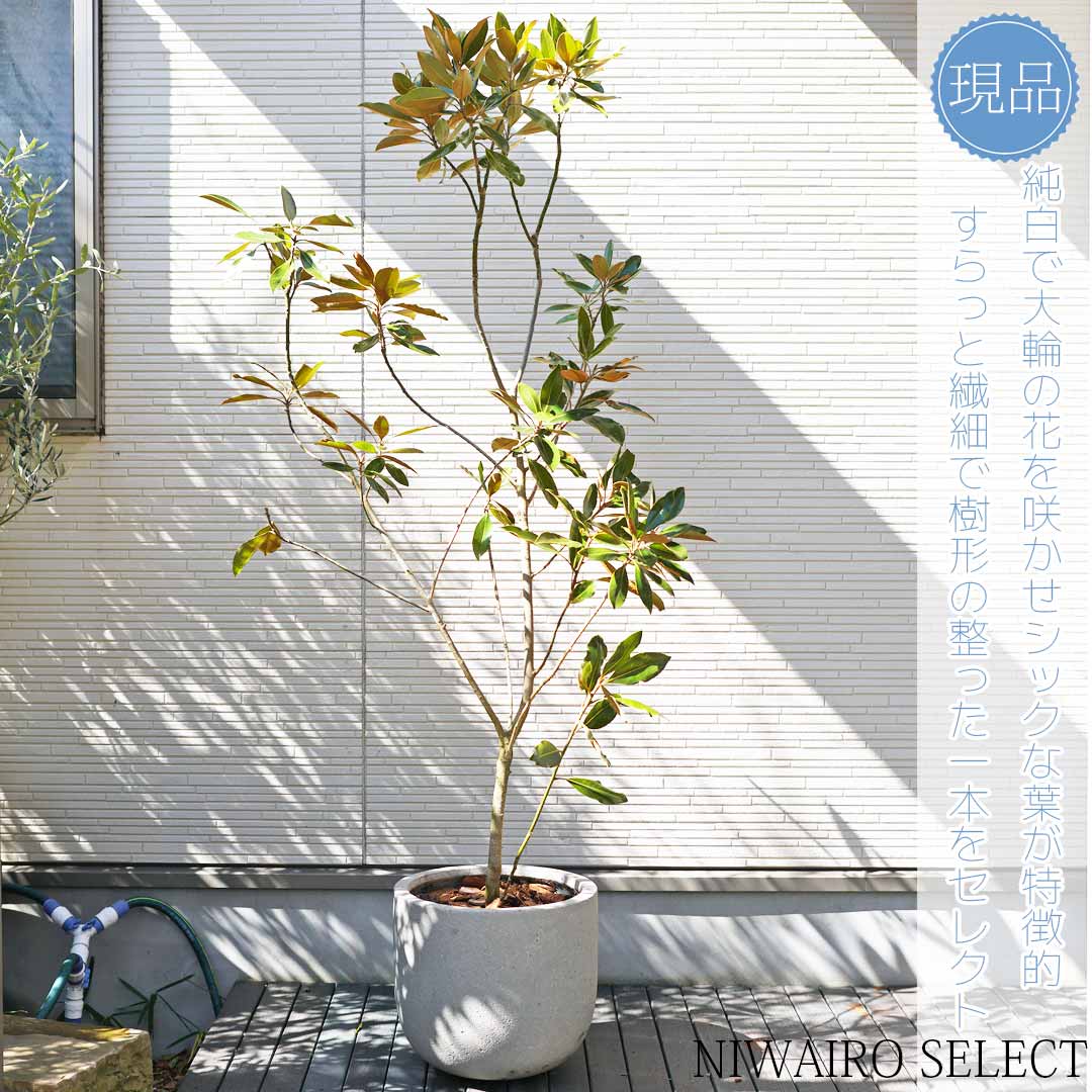 楽天市場】【現品】鉢植え【リトルジェム】タイサンボク 矮性 自然風樹