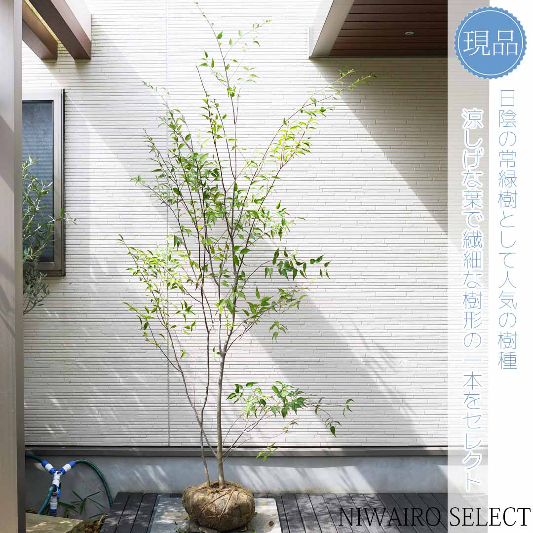 楽天市場】【現品】山採り【ハイノキ】株立ち 自然風樹形 樹高H≒225