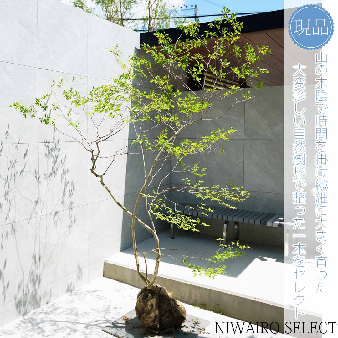 楽天市場】【現品】山採り【大型ドウダンツツジ】灯台躑躅 株立ち 自然