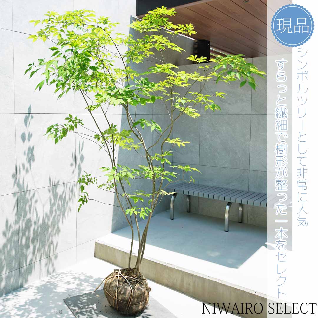 楽天市場】【現品】山採り【アオダモ】株立ち 自然風樹形