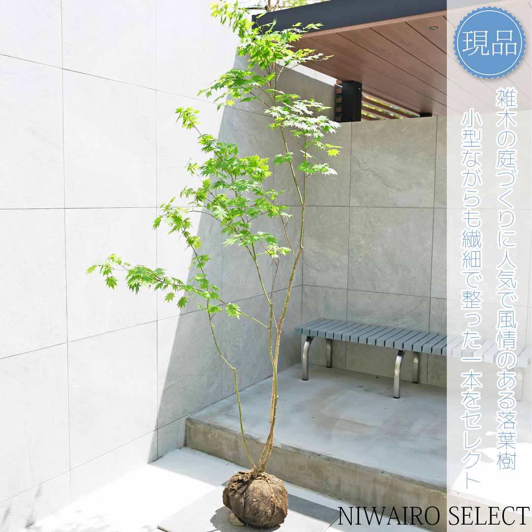 楽天市場】【現品】山採り【ヒナウチワカエデ】雛団扇楓 株立ち 自然風