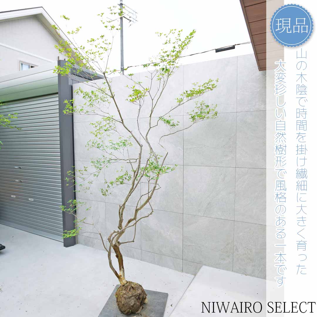 楽天市場】【現品】山採り【大型ドウダンツツジ】灯台躑躅 本株立ち