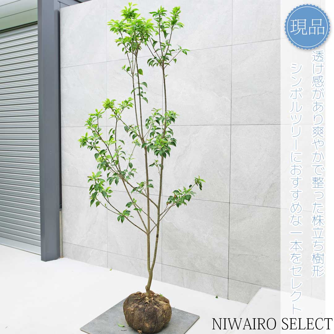 楽天市場】【現品】【ソヨゴ】本株立ち 自然風樹形 雌株 樹高H≒195