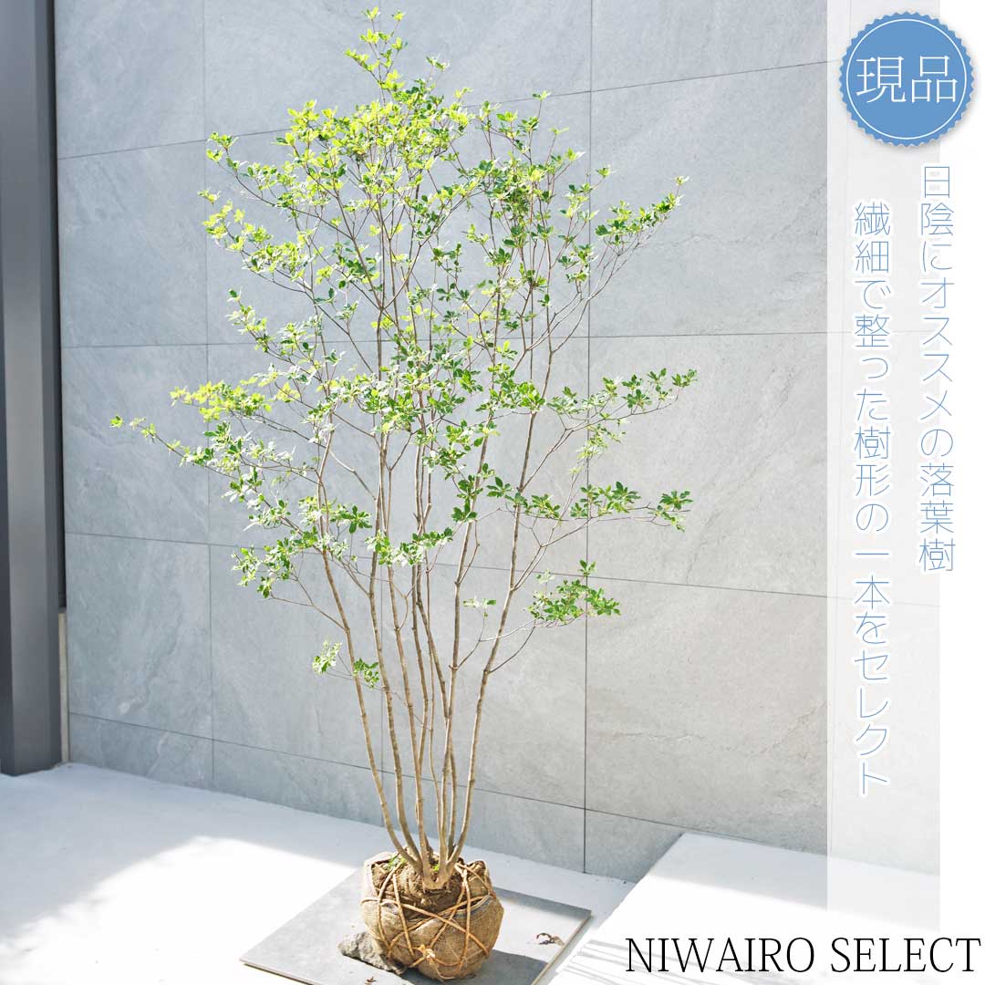 楽天市場】【現品】山採り【アブラツツジ】アブラドウダンツツジ 油