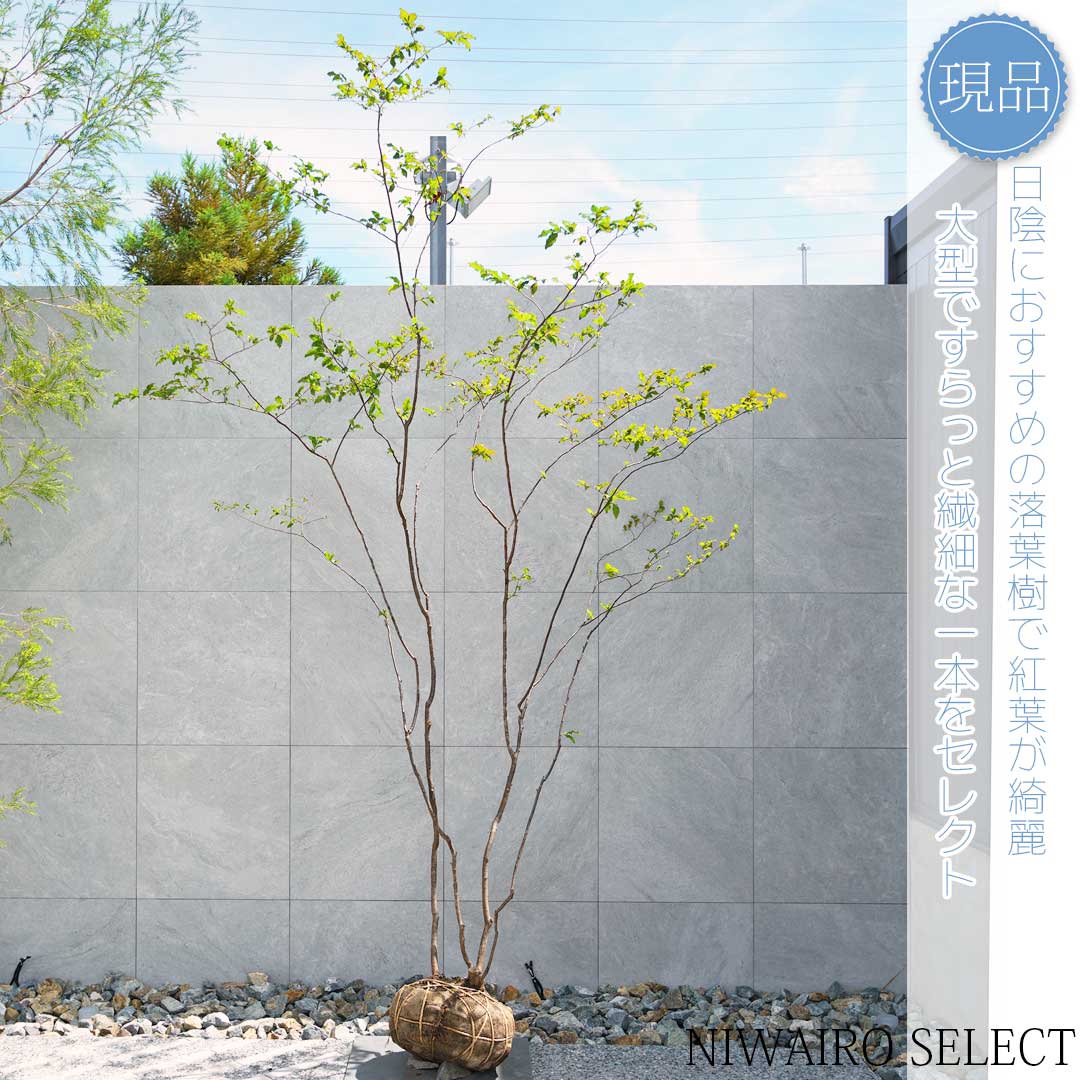 楽天市場】【現品】山採り【特大ナツハゼ】夏櫨 株立ち 自然風樹形