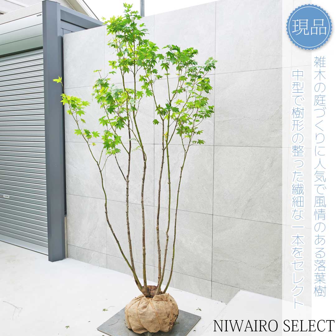 楽天市場】【現品】山採り【オオモミジ】紅葉 本株立ち 自然風樹形