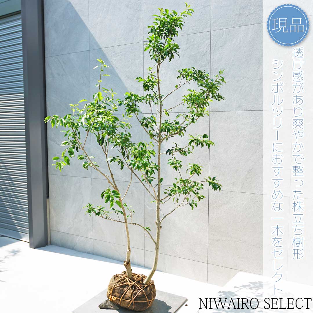 楽天市場】【現品】【ソヨゴ】株立ち 自然風樹形 雌株 樹高H≒180 × 枝