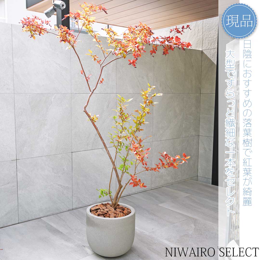 楽天市場】【現品】鉢植え【ナツハゼ】夏櫨 本株立ち 自然風樹形 全高H