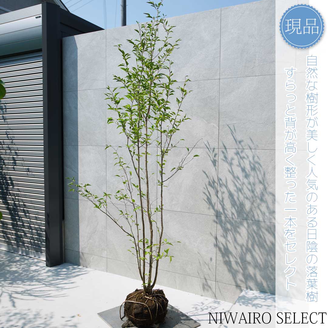 楽天市場】【現品】【アオハダ】モチノキ 本株立ち 自然風樹形 樹高H