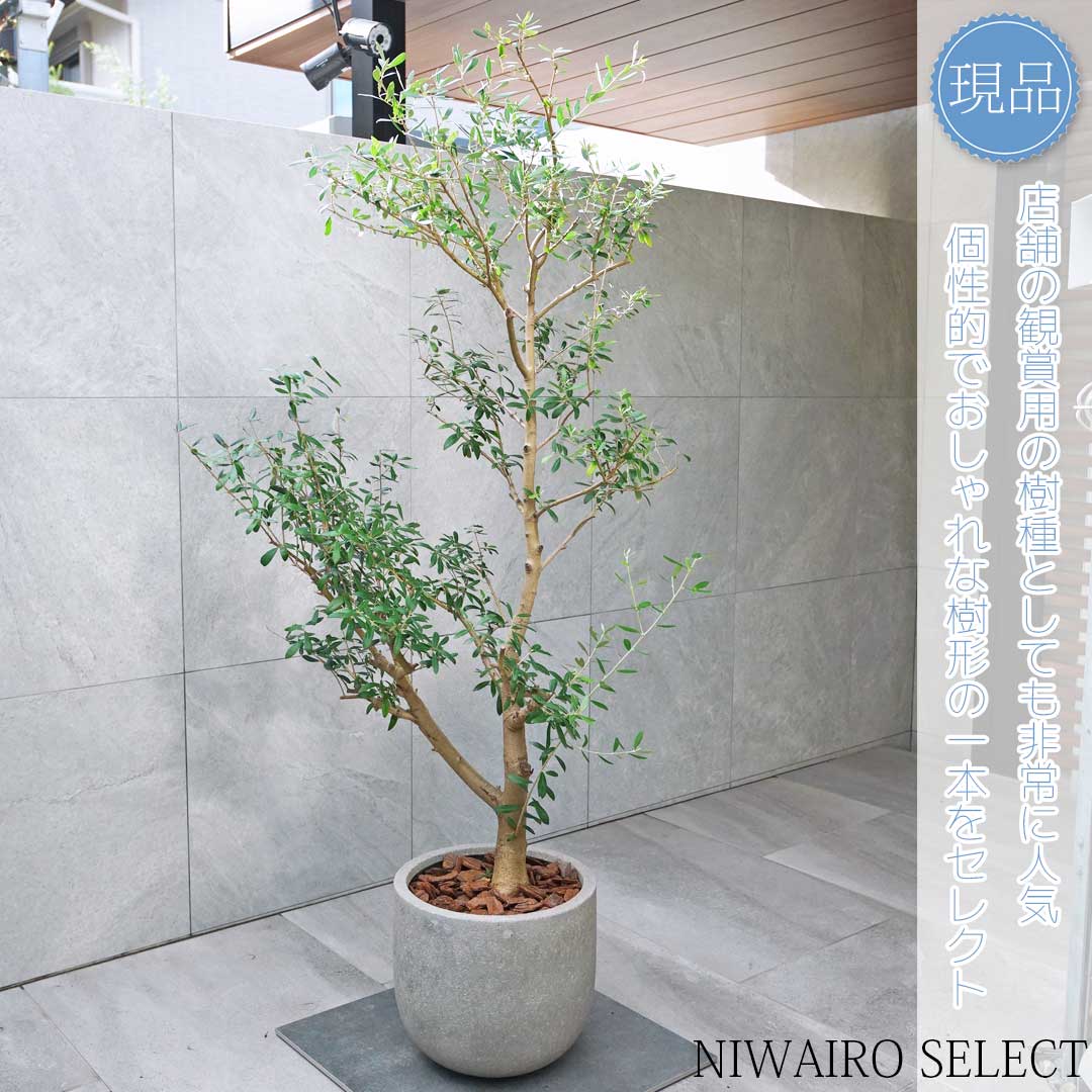 楽天市場】【現品】鉢植え【オリーブの木】ネバディロブランコ 自然風