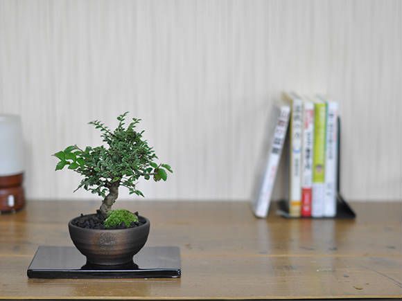 楽天市場】盆栽 けやき 欅 ミニ盆栽 初心者 紅葉 金芽八房 かわいい