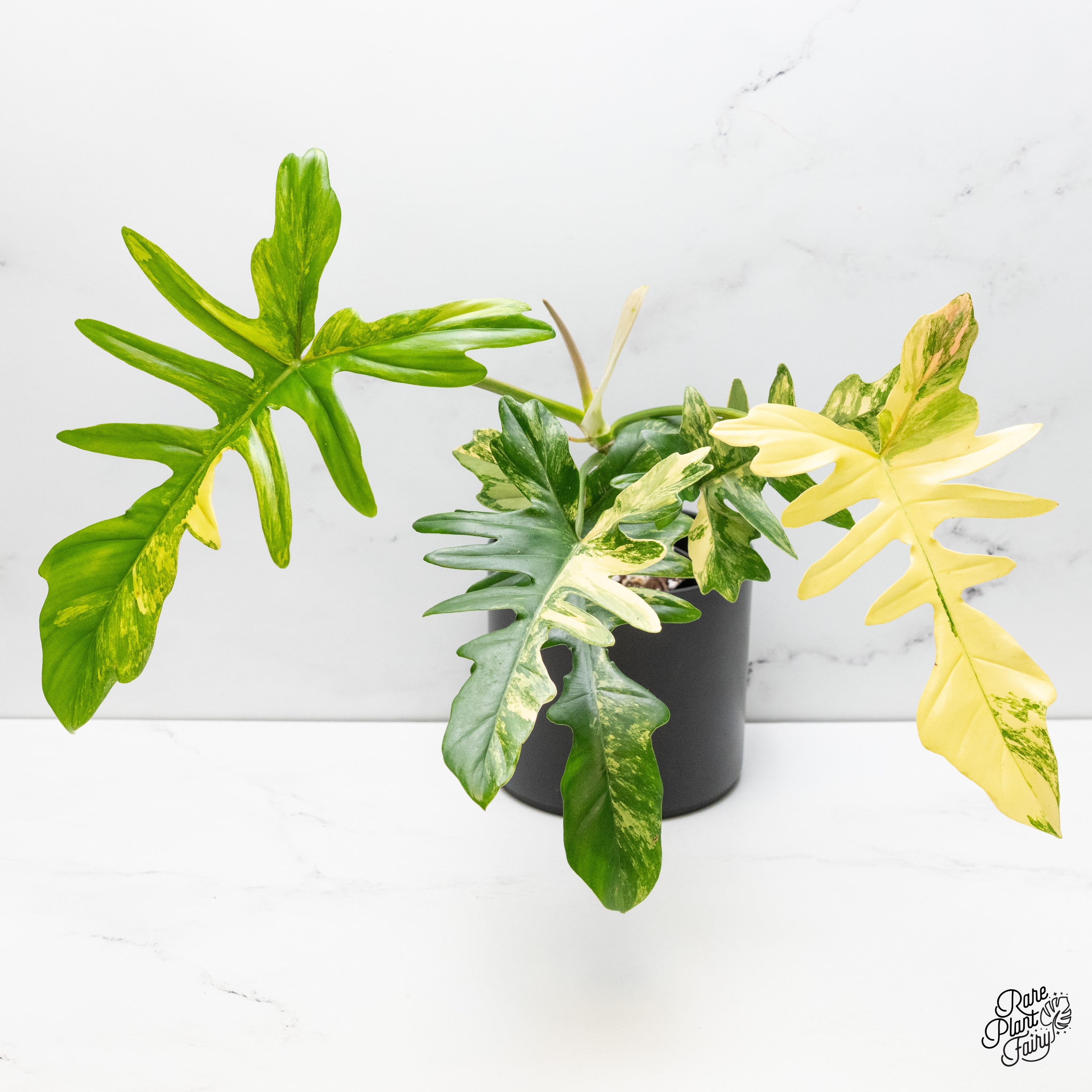 Philodendron 'Florida Beauty x Mayoi' Variegated *Grower's choice