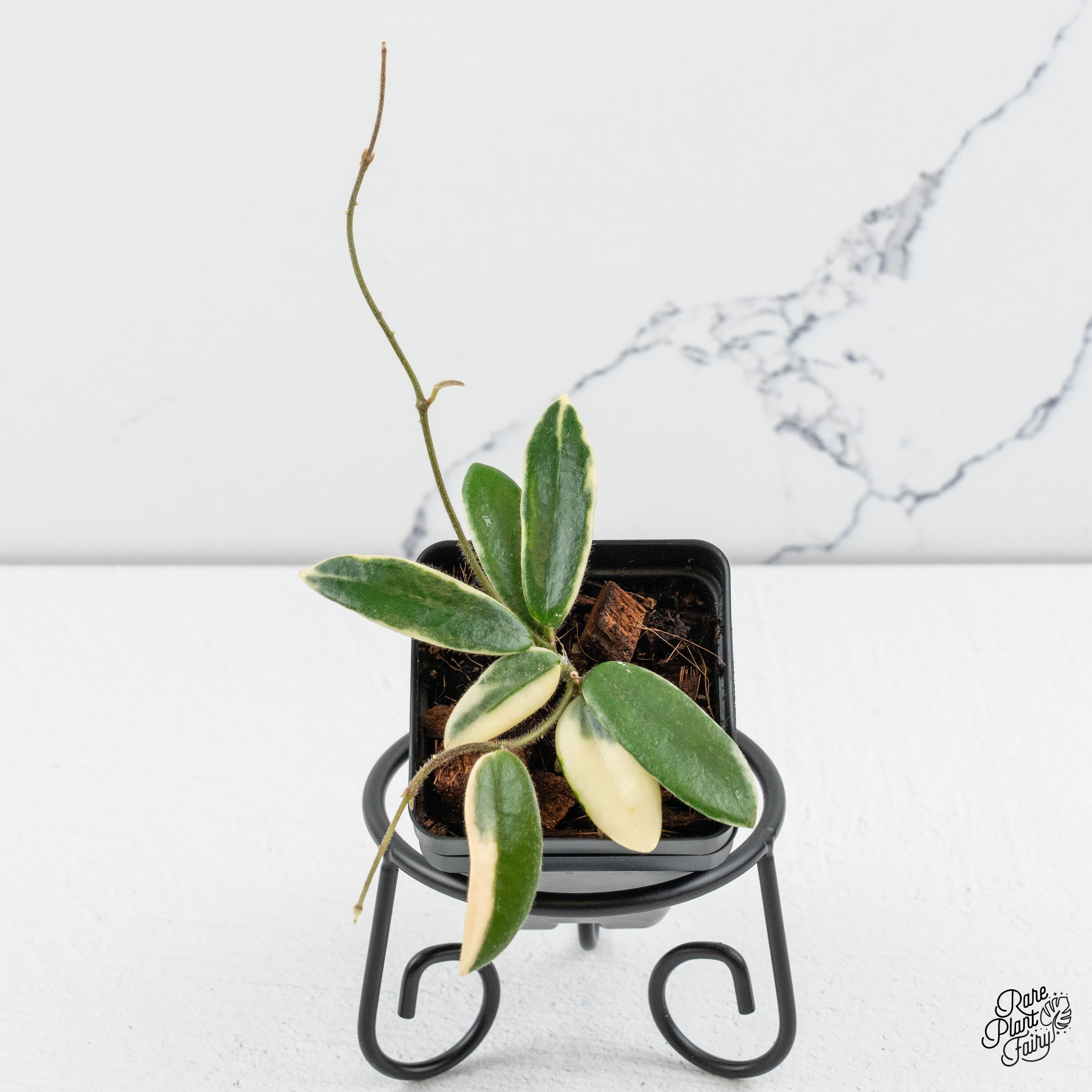 Hoya 'Lyi prism' Pink Flower *Grower's Choice* – Rare Plant Fairy