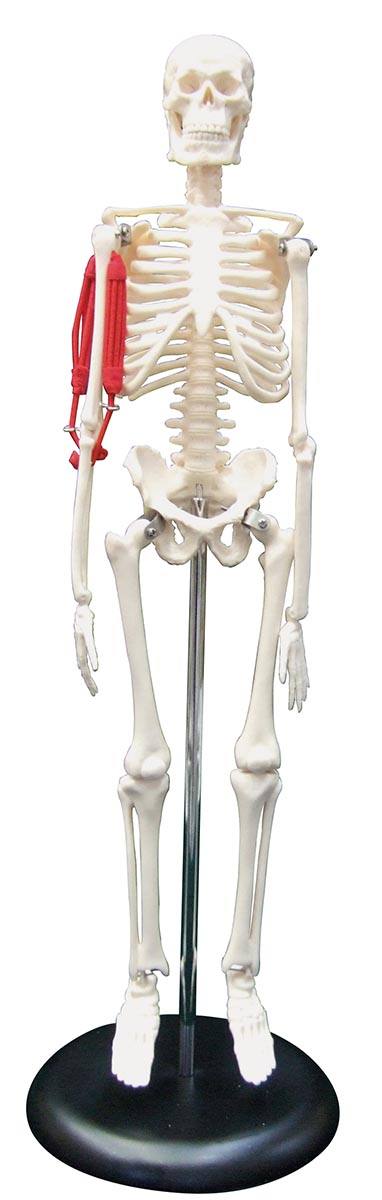 人体骨格模型 (シリーズ) 【りかなび】ケニス株式会社