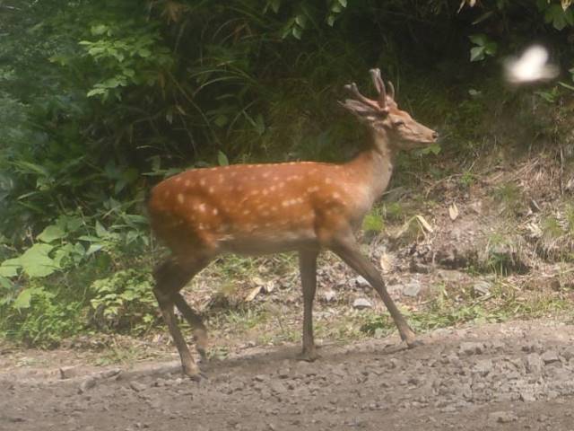 エゾシカ：北海道森林管理局