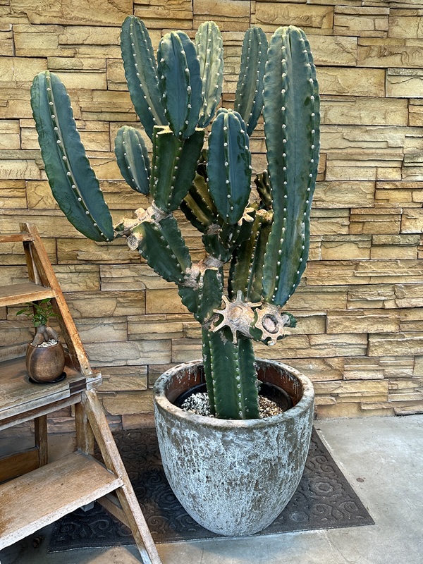 柱サボテン・鬼面角A540｜観葉植物専門店「ワールドガーデン」