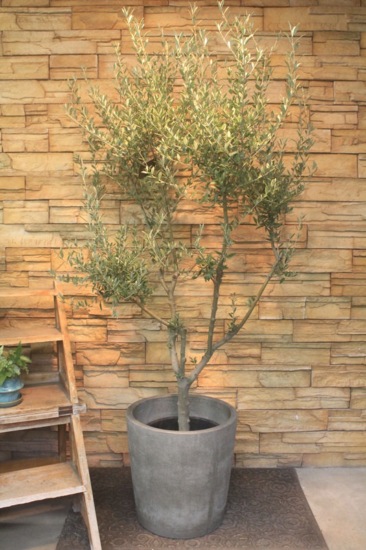 オリーブ・セントキャサリン717｜観葉植物専門店「ワールドガーデン」