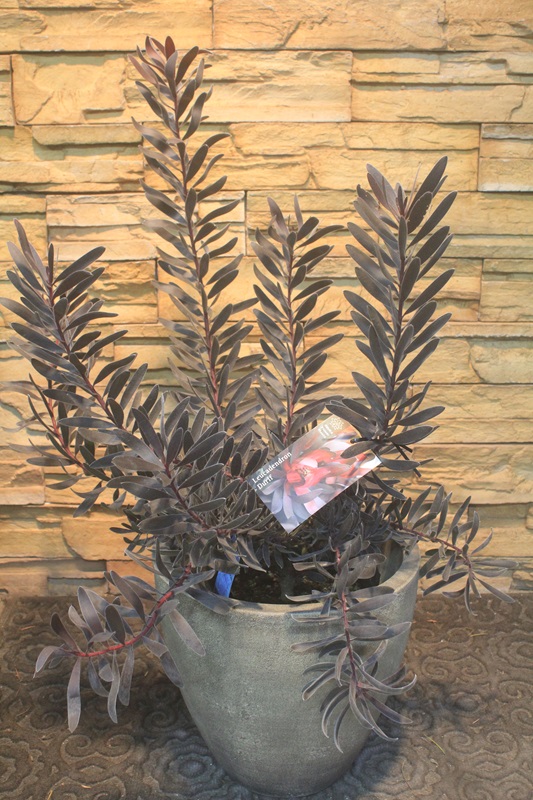 リューカデンドロン・デュリフ719｜観葉植物専門店「ワールドガーデン」