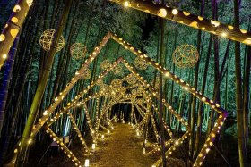 たがみバンブーブー2025 国際田上竹祭 のイベント情報 | Komachi Web