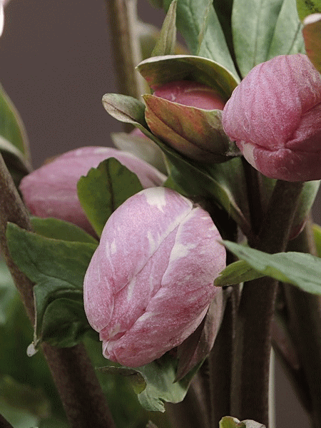 オリジナルクリスマスローズ 絹