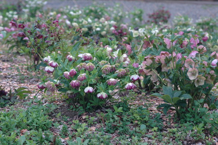 クリスマスローズ 開花株 お買い得セット販売 ＞ 特価 クリスマス