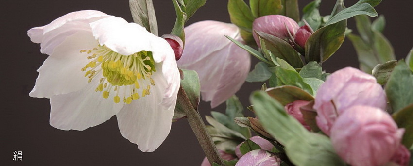 クリスマスローズ ダブル（八重） 苗 販売 ＞ クリスマスローズ ダブル