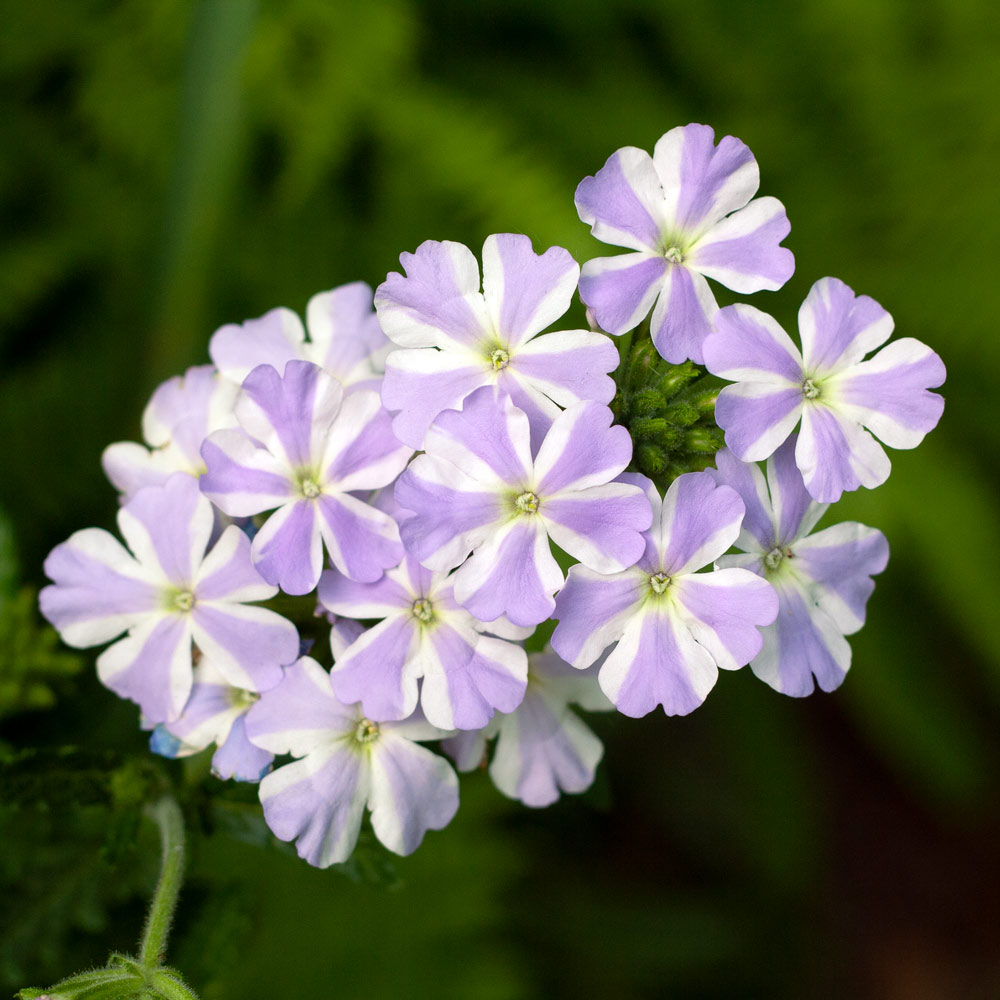 Verbena Voodoo™ Lavender Star | White Flower Farm
