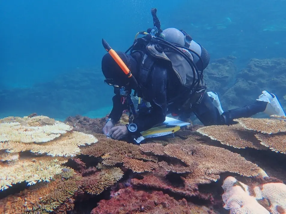 高知県竜串湾でのサンゴ調査 ｜WWFジャパン