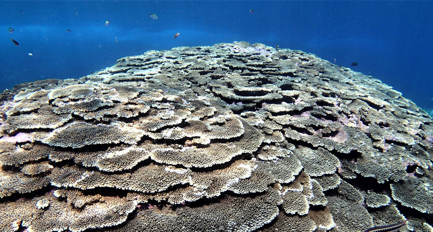 喜界島サンゴ礁文化フォーラム開催 ｜WWFジャパン