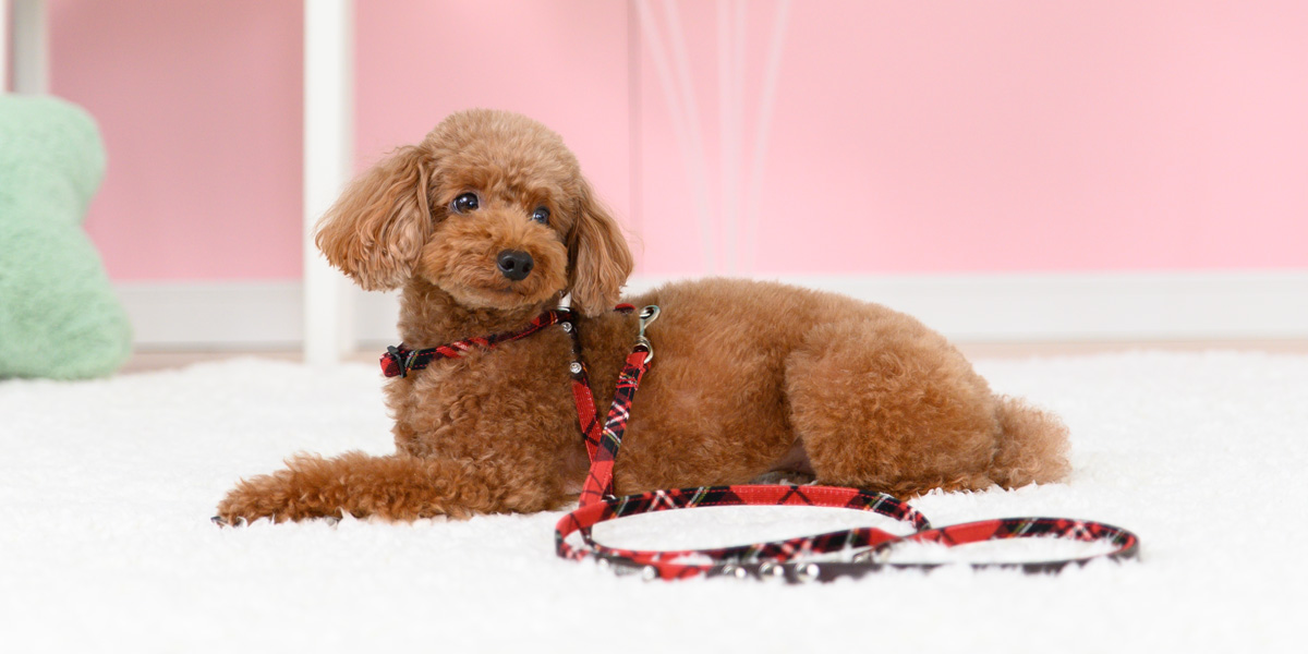 HARNESS（ハーネス）／コールチェック首入れ：Toto & Pal