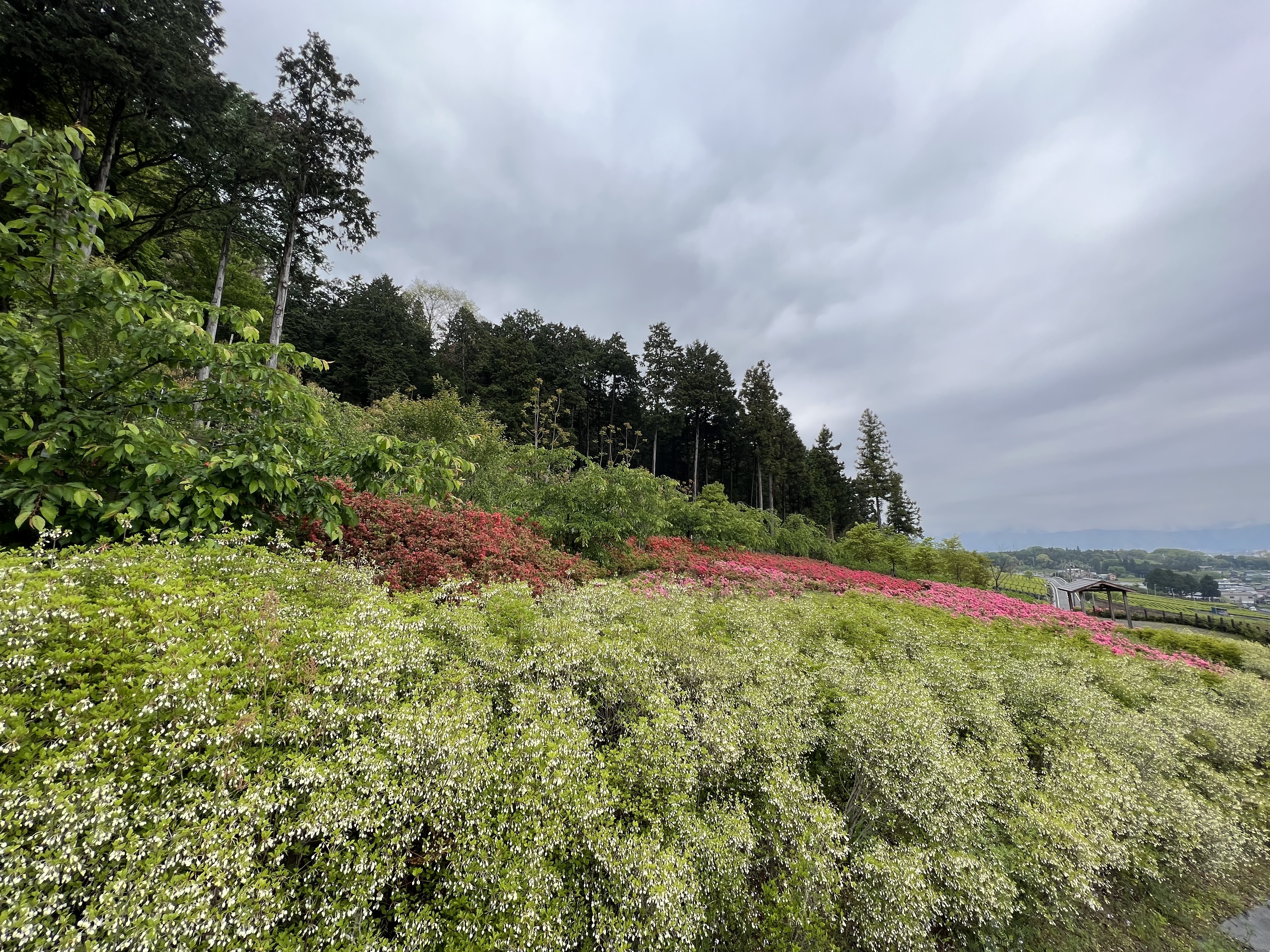 霞間ヶ渓花畑 | 岐阜県揖斐郡池田町